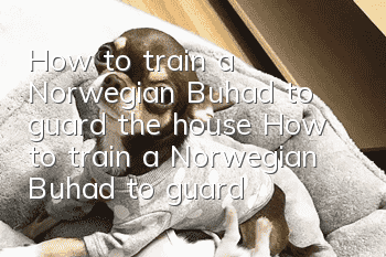 How to train a Norwegian Buhad to guard the house? How to train a Norwegian Buhad to guard the house?