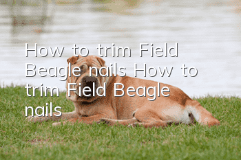 How to trim Field Beagle nails How to trim Field Beagle nails