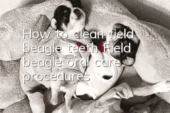 How to clean field beagle teeth? Field beagle oral care procedures