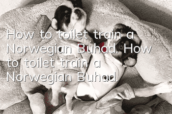 How to toilet train a Norwegian Buhad. How to toilet train a Norwegian Buhad.