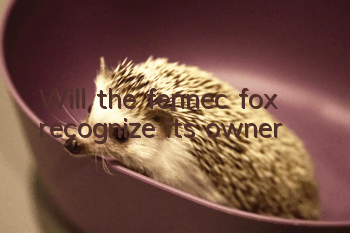 Will the fennec fox recognize its owner?