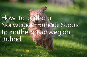 How to bathe a Norwegian Buhad. Steps to bathe a Norwegian Buhad.
