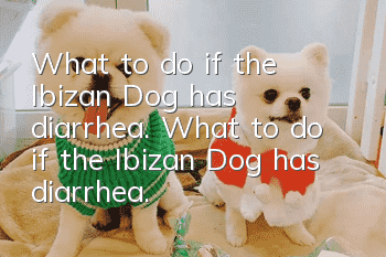 What to do if the Ibizan Dog has diarrhea. What to do if the Ibizan Dog has diarrhea.