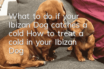 What to do if your Ibizan Dog catches a cold How to treat a cold in your Ibizan Dog