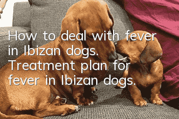 How to deal with fever in Ibizan dogs. Treatment plan for fever in Ibizan dogs.