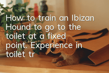 How to train an Ibizan Hound to go to the toilet at a fixed point. Experience in toilet training of an Ibizan Hound.