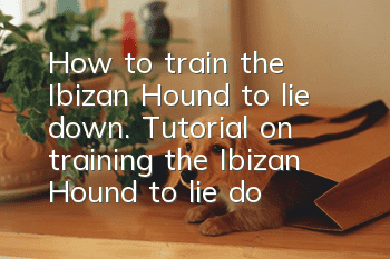 How to train the Ibizan Hound to lie down. Tutorial on training the Ibizan Hound to lie down.