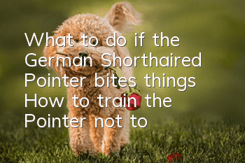What to do if the German Shorthaired Pointer bites things? How to train the Pointer not to bite things randomly?