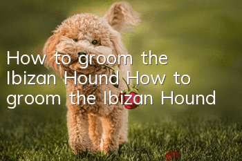 How to groom the Ibizan Hound How to groom the Ibizan Hound