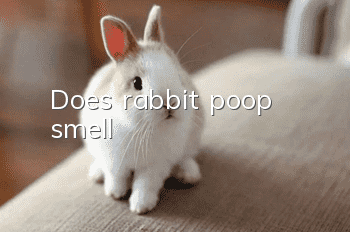 Does rabbit poop smell?