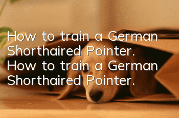 How to train a German Shorthaired Pointer. How to train a German Shorthaired Pointer.