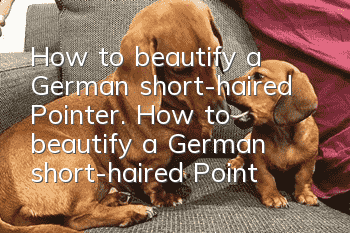 How to beautify a German short-haired Pointer. How to beautify a German short-haired Pointer.