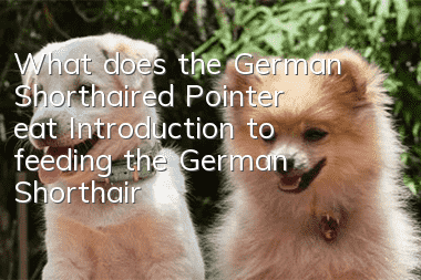 What does the German Shorthaired Pointer eat? Introduction to feeding the German Shorthaired Pointer