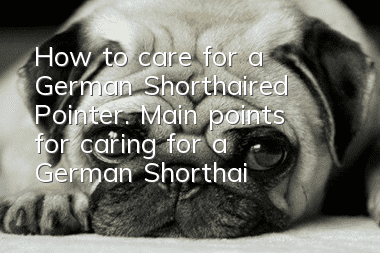 How to care for a German Shorthaired Pointer. Main points for caring for a German Shorthaired Pointer.