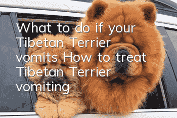 What to do if your Tibetan Terrier vomits? How to treat Tibetan Terrier vomiting?