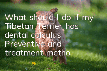 What should I do if my Tibetan Terrier has dental calculus? Preventive and treatment methods for Tibetan Terrier dental calculus