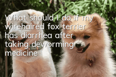 What should I do if my wirehaired fox terrier has diarrhea after taking deworming medicine?