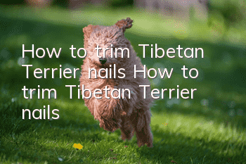 How to trim Tibetan Terrier nails How to trim Tibetan Terrier nails