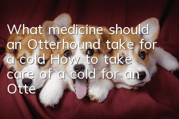 What medicine should an Otterhound take for a cold? How to take care of a cold for an Otterhound