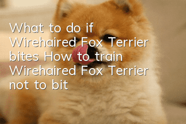 What to do if Wirehaired Fox Terrier bites? How to train Wirehaired Fox Terrier not to bite.