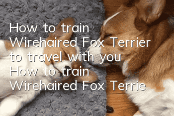 How to train Wirehaired Fox Terrier to travel with you? How to train Wirehaired Fox Terrier to travel with you?