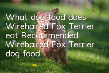 What dog food does Wirehaired Fox Terrier eat? Recommended Wirehaired Fox Terrier dog food