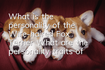 What is the personality of the Wire-haired Fox Terrier? What are the personality traits of the Wire-haired Fox Terrier?