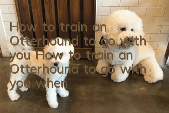 How to train an Otterhound to go with you? How to train an Otterhound to go with you when you go out?