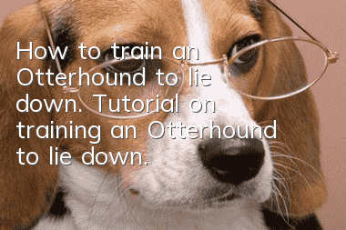 How to train an Otterhound to lie down. Tutorial on training an Otterhound to lie down.