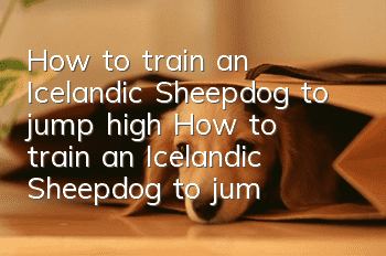 How to train an Icelandic Sheepdog to jump high? How to train an Icelandic Sheepdog to jump high?