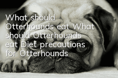What should Otterhounds eat? What should Otterhounds eat? Diet precautions for Otterhounds