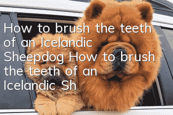 How to brush the teeth of an Icelandic Sheepdog? How to brush the teeth of an Icelandic Sheepdog?