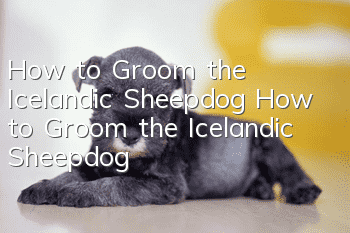 How to Groom the Icelandic Sheepdog How to Groom the Icelandic Sheepdog