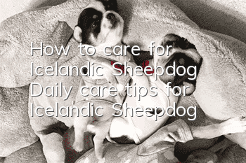 How to care for Icelandic Sheepdog Daily care tips for Icelandic Sheepdog