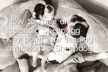 How to raise an Icelandic Sheepdog? Key points for feeding an Icelandic Sheepdog