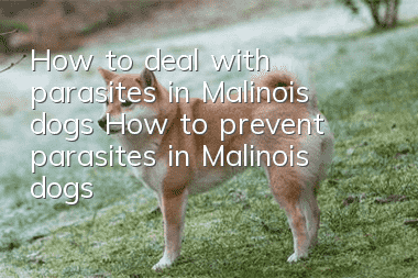 How to deal with parasites in Malinois dogs How to prevent parasites in Malinois dogs