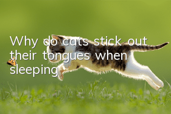 Why do cats stick out their tongues when sleeping?