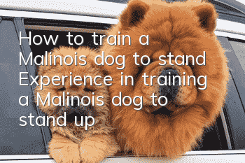 How to train a Malinois dog to stand? Experience in training a Malinois dog to stand up
