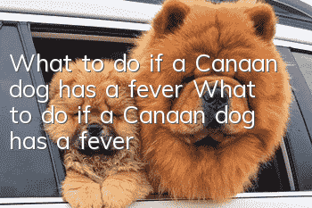 What to do if a Canaan dog has a fever What to do if a Canaan dog has a fever