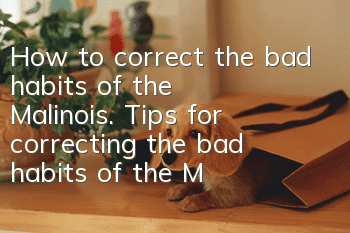 How to correct the bad habits of the Malinois. Tips for correcting the bad habits of the Malinois.