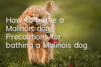 How to bathe a Malinois dog? Precautions for bathing a Malinois dog
