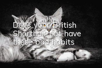 Does your British Shorthair cat have these bad habits?