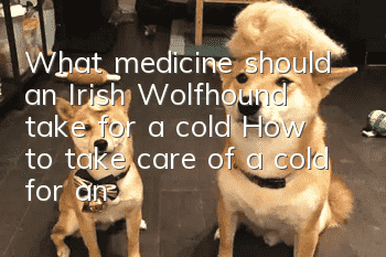 What medicine should an Irish Wolfhound take for a cold? How to take care of a cold for an Irish Wolfhound