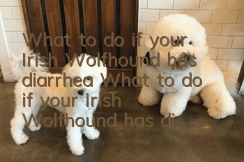 What to do if your Irish Wolfhound has diarrhea? What to do if your Irish Wolfhound has diarrhea?