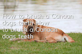 How to brush a Canaan dog's teeth How to brush a Canaan dog's teeth