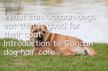 What can Canaan dogs eat that is good for their coat? Introduction to Canaan dog hair care diet