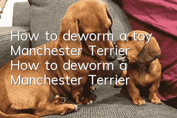 How to deworm a toy Manchester Terrier? How to deworm a Manchester Terrier?
