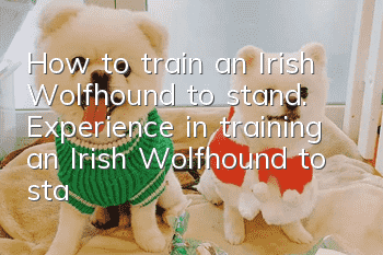 How to train an Irish Wolfhound to stand. Experience in training an Irish Wolfhound to stand.