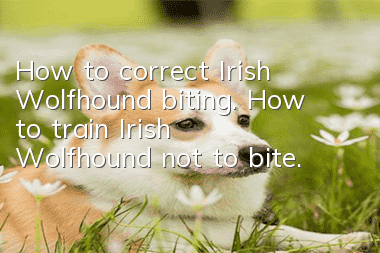 How to correct Irish Wolfhound biting. How to train Irish Wolfhound not to bite.
