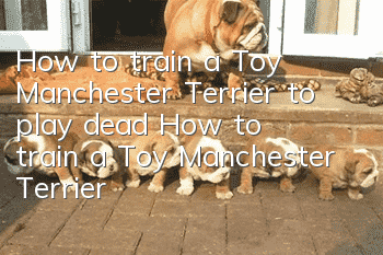 How to train a Toy Manchester Terrier to play dead? How to train a Toy Manchester Terrier to play dead?